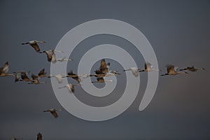 Sandhill Crane Bosque del Apache Wildlife Reserve New Mexico USA photo