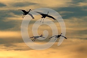 Sandhill Crane Bosque del Apache Wildlife Reserve New Mexico USA