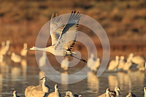 Sandhill Crane Bosque del Apache Wildlife Reserve New Mexico USA