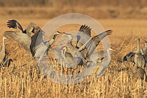 Sandhill Crane Bosque del Apache Wildlife Reserve New Mexico USA