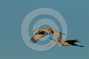 Sandhill Crane Bosque del Apache Wildlife Reserve New Mexico USA