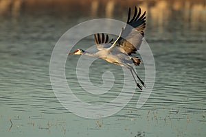 Sandhill Crane Bosque del Apache Wildlife Reserve New Mexico USA