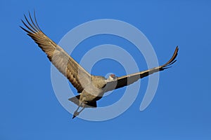 Sandhill Crane Bosque del Apache Wildlife Reserve New Mexico USA