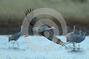 Sandhill Crane Bosque del Apache Wildlife Reserve New Mexico USA