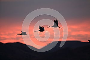 Sandhill Crane Bosque del Apache Wildlife Reserve New Mexico USA