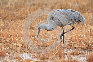 Sandhill Crane Bosque del Apache Wildlife Reserve New Mexico USA