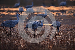 Sandhill Crane Bosque del Apache Wildlife Reserve New Mexico USA