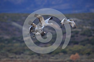 Sandhill Crane Bosque del Apache Wildlife Reserve New Mexico USA