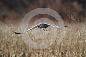 Sandhill Crane Bosque del Apache Wildlife Reserve,New Mexico, USA