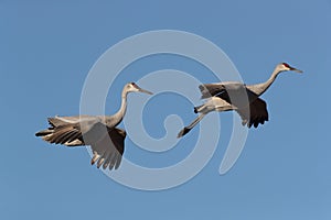 Sandhill Crane Bosque del Apache Wildlife Reserve New Mexico USA