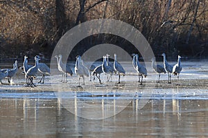 Sandhill Crane Bosque del Apache Wildlife Reserve New Mexico USA photo