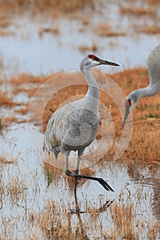 Sandhill Crane Bosque del Apache Wildlife Reserve New Mexico USA photo