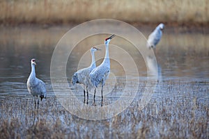 Sandhill Crane Bosque del Apache Wildlife Reserve New Mexico USA photo