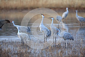 Sandhill Crane Bosque del Apache Wildlife Reserve New Mexico USA photo