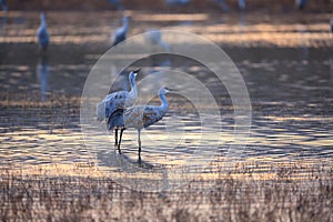 Sandhill Crane Bosque del Apache Wildlife Reserve New Mexico USA photo