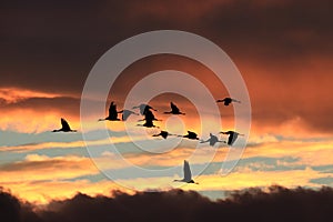 Sandhill Crane Bosque del Apache Wildlife Reserve New Mexico USA photo