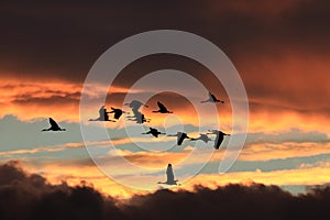 Sandhill Crane Bosque del Apache Wildlife Reserve New Mexico USA photo