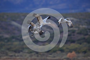 Sandhill Crane Bosque del Apache Wildlife Reserve New Mexico USA photo