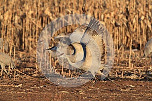 Sandhill Crane Bosque del Apache Wildlife Reserve New Mexico USA photo