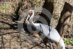 Sandhill Crane at Bronx Zoo