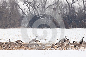 Sandhill Crane and Canada Geese in Winter