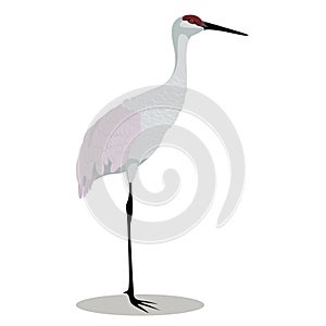 Sandhill crane cartoon photo