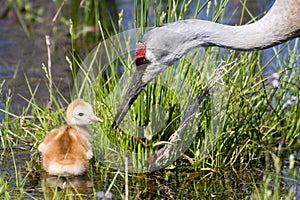 Sandhill Crane and Chick