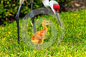 Sandhill Crane Chick