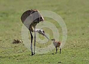 Sandhill crane and chick