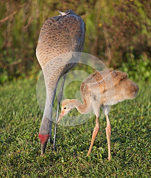 Sandhill Crane and chick