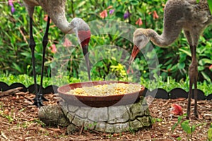 Sandhill Crane and Chick at a garden feeder