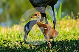 Sandhill Crane Chick and Mamma