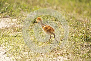 Sandhill crane chick at a swamp in Orlando Wetlands Park. photo