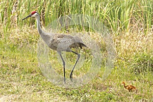 Sandhill crane with chicks at a swamp, Orlando Wetlands Park.