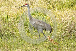 Sandhill crane with chicks at a swamp, Orlando Wetlands Park. photo