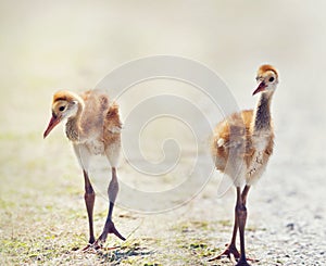 Sandhill Crane Chicks walking