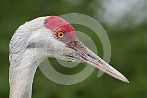 Sandhill crane close-up