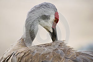 Sandhill Crane closeup of red head