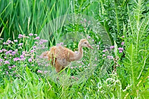 A Sandhill Crane Colt Walks in Wildflowers