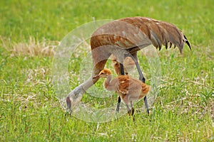 Sandhill crane and colts in the field