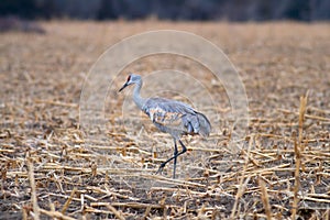 Sandhill Crane in a Corn Field