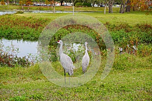 Sandhill crane couple