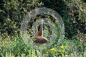 A Sandhill Crane. Couple Mackenzie river, Northwest territories & x28; NWT& x29; Canada