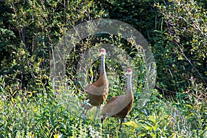 A Sandhill Crane. Couple Mackenzie river, Northwest territories & x28; NWT& x29; Canada