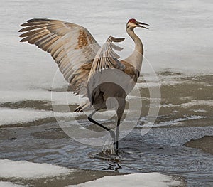 Sandhill Crane Dance