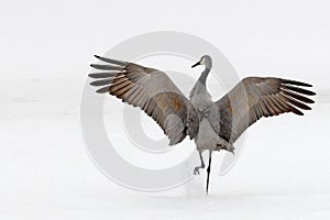 sandhill crane dancing on ice