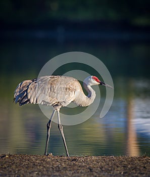 Sandhill Crane at dawn