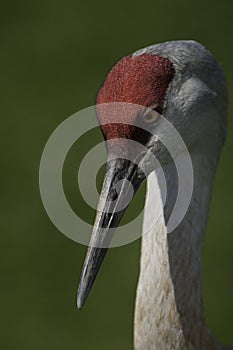 Sandhill Crane Eyes and Neck