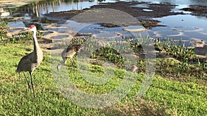 Sandhill crane family