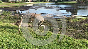 Sandhill crane family